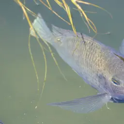Banded Bream