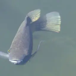 Banded Bream, photo 2