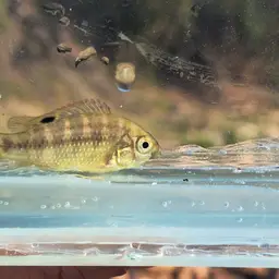 Banded Bream, photo 3