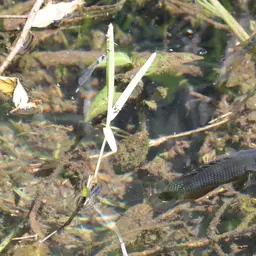 Banded Bream, photo 5