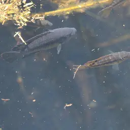 Banded Bream, photo 6
