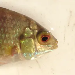 Banded Bream, photo 7
