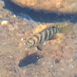 Banded Bream, photo 9