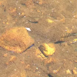 Banded Bream, photo 12