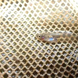 Guppy