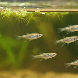 Guppy, photo 2