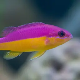 Tomini Dottyback