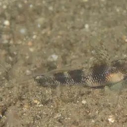 Fan Shrimp-goby, photo 1