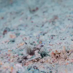 Fan Shrimp-goby, photo 2
