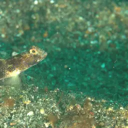 Fan Shrimp-goby, photo 3