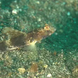 Fan Shrimp-goby, photo 4