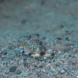 Fan Shrimp-goby, photo 5