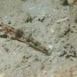 Fan Shrimp-goby, photo 6