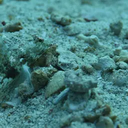 Fan Shrimp-goby, photo 7