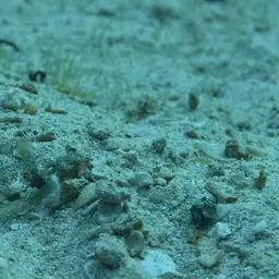 Fan Shrimp-goby, photo 8