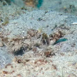 Fan Shrimp-goby, photo 9