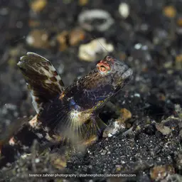 Fan Shrimp-goby, photo 10