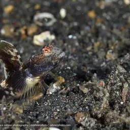 Fan Shrimp-goby, photo 11