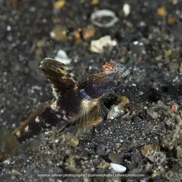 Fan Shrimp-goby, photo 12