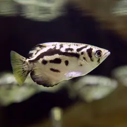 Zebra Archerfish