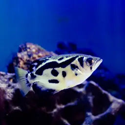 Zebra Archerfish, photo 3