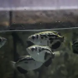Zebra Archerfish, photo 4