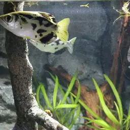 Zebra Archerfish, photo 5