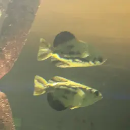 Zebra Archerfish, photo 6