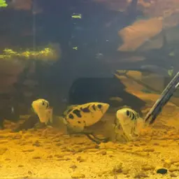 Zebra Archerfish, photo 7