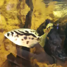 Zebra Archerfish, photo 8