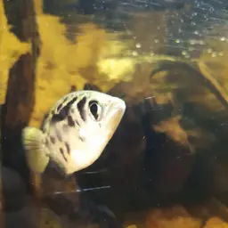 Zebra Archerfish, photo 9