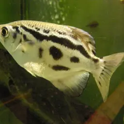 Zebra Archerfish, photo 10