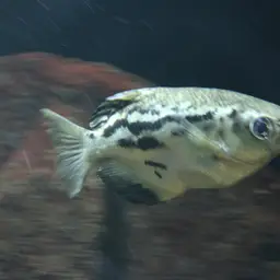 Zebra Archerfish, photo 11