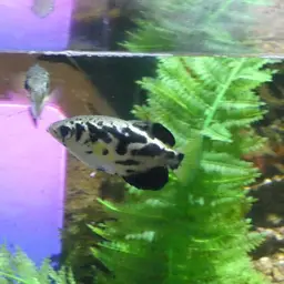 Zebra Archerfish, photo 12