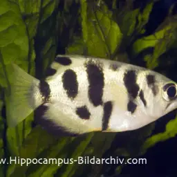 Seven-spot Archerfish, photo 2