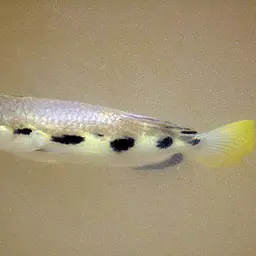 Seven-spot Archerfish