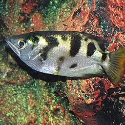 Seven-spot Archerfish, photo 3