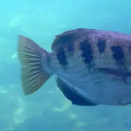 Seven-spot Archerfish, photo 5