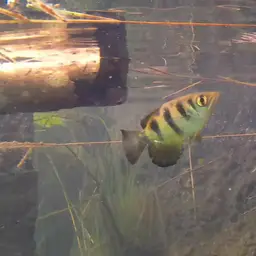 Seven-spot Archerfish, photo 6