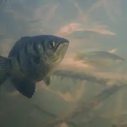 Seven-spot Archerfish, photo 7