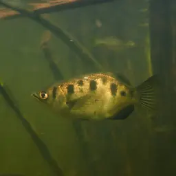 Seven-spot Archerfish, photo 8