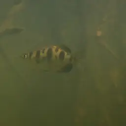 Seven-spot Archerfish, photo 9