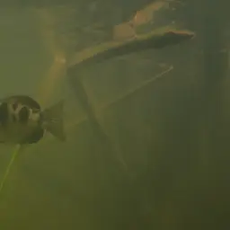 Seven-spot Archerfish, photo 10