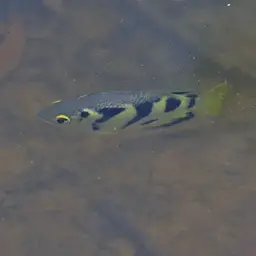 Seven-spot Archerfish, photo 11