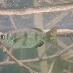 Seven-spot Archerfish, photo 12