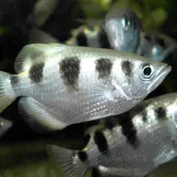 Banded Archerfish