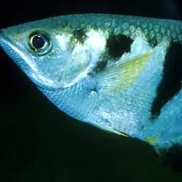 Banded Archerfish, photo 2