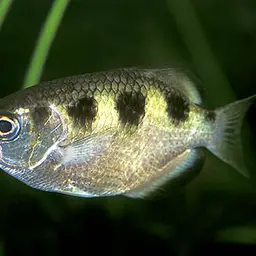 Banded Archerfish, photo 3