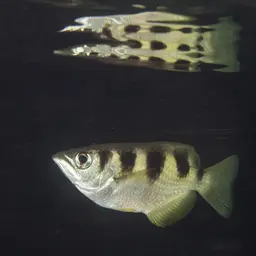 Banded Archerfish, photo 4