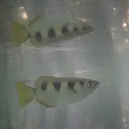 Banded Archerfish, photo 5